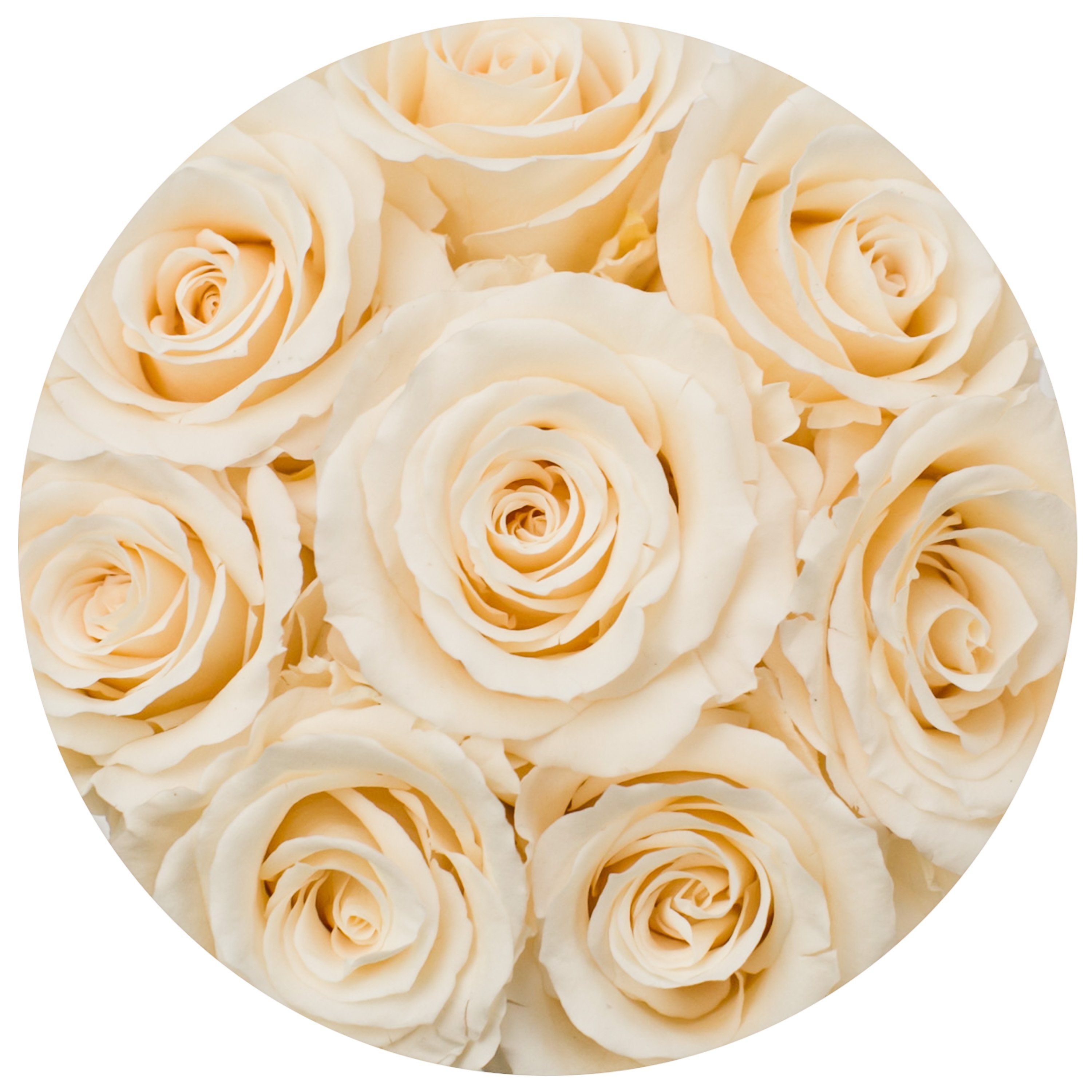 the million Basic+ box - gold - ivory ETERNITY+ roses ivory eternity roses - the million roses
