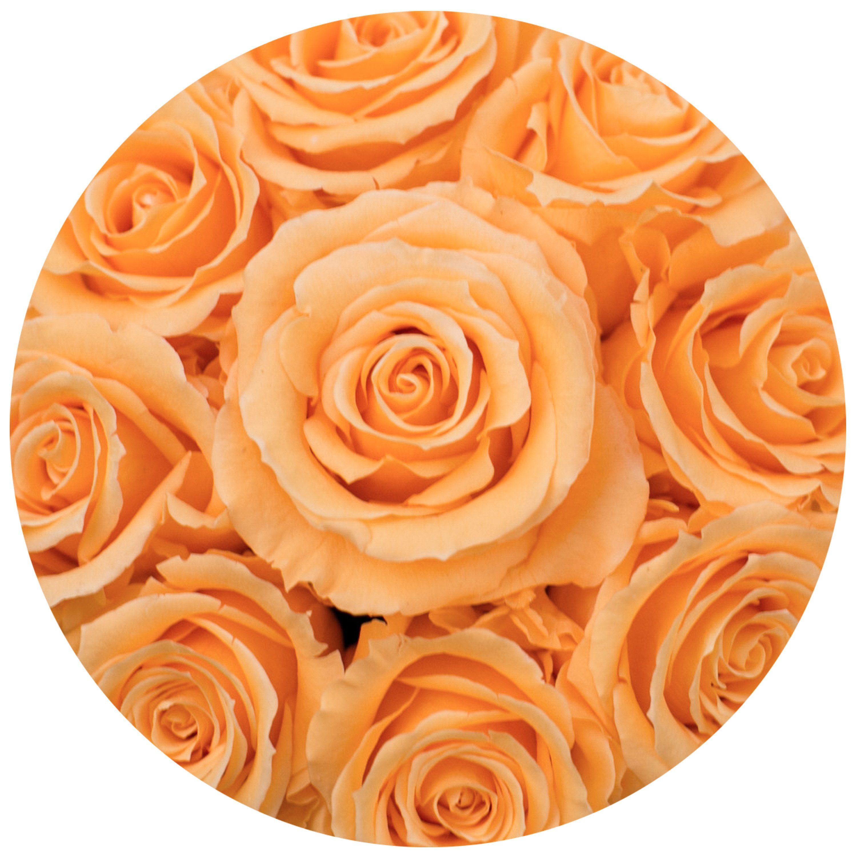 basic round box+ box - white - apricot + roses apricot eternity roses - the million roses