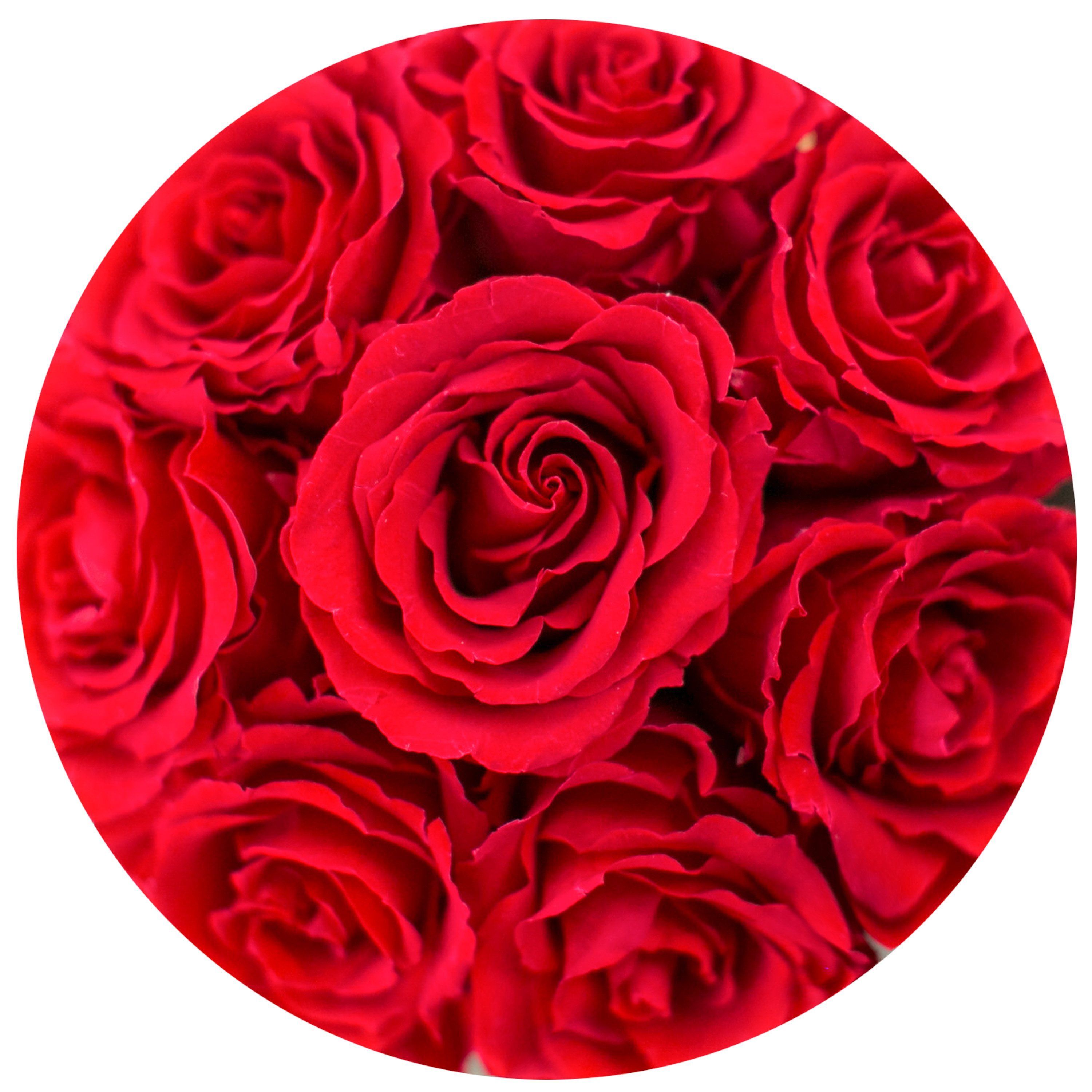 the million Basic+ box - white - red ETERNITY+ roses red eternity roses - the million roses