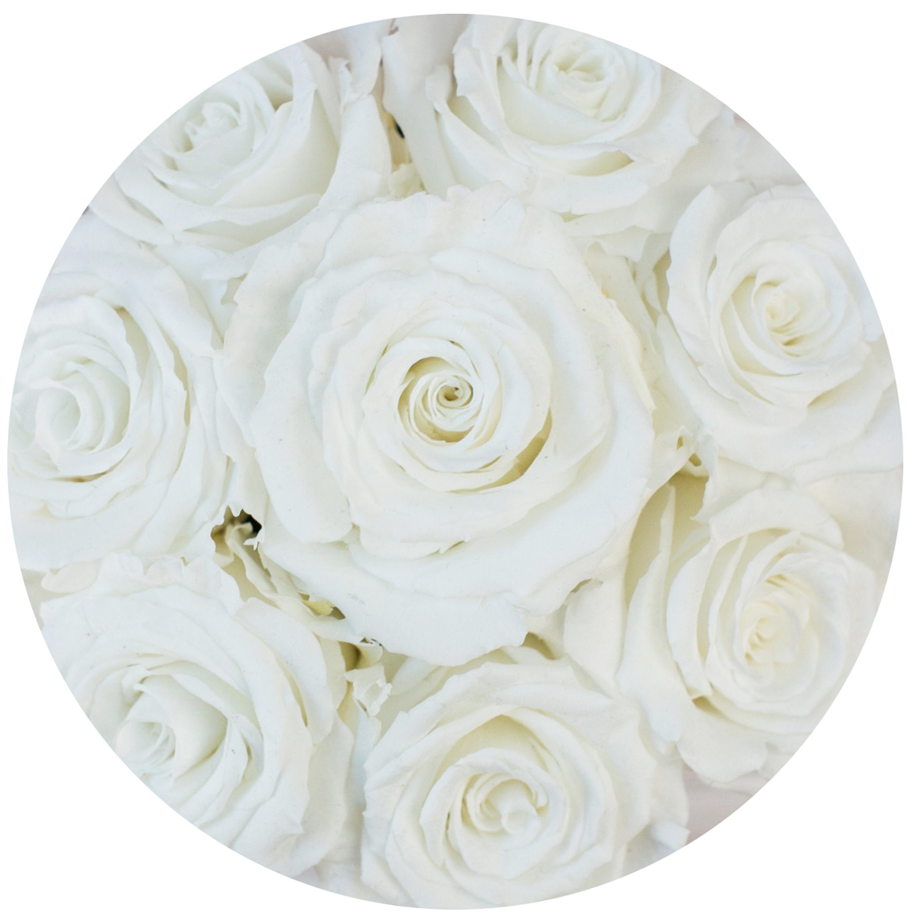 basic round box+ - hot-pink suede box - white roses white eternity roses - the million roses