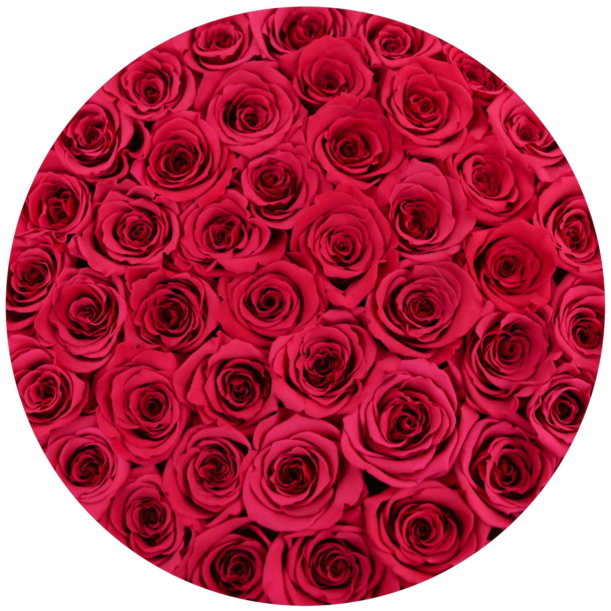medium round box - white - hot-pink roses pink eternity roses - the million roses