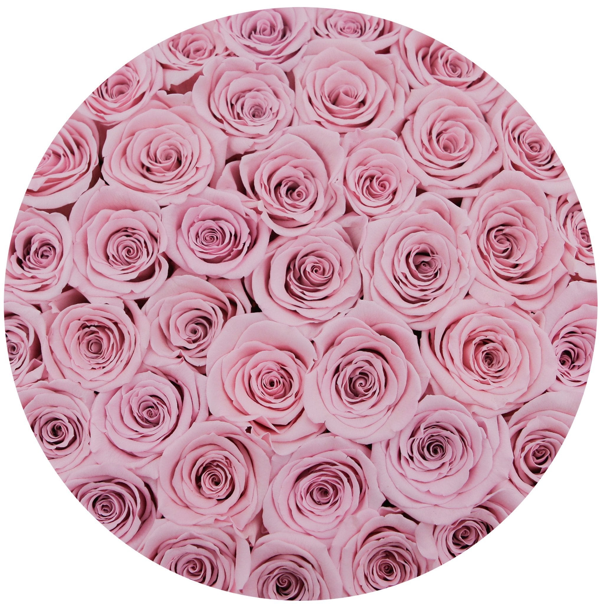 medium round box - white - light-pink roses pink eternity roses - the million roses