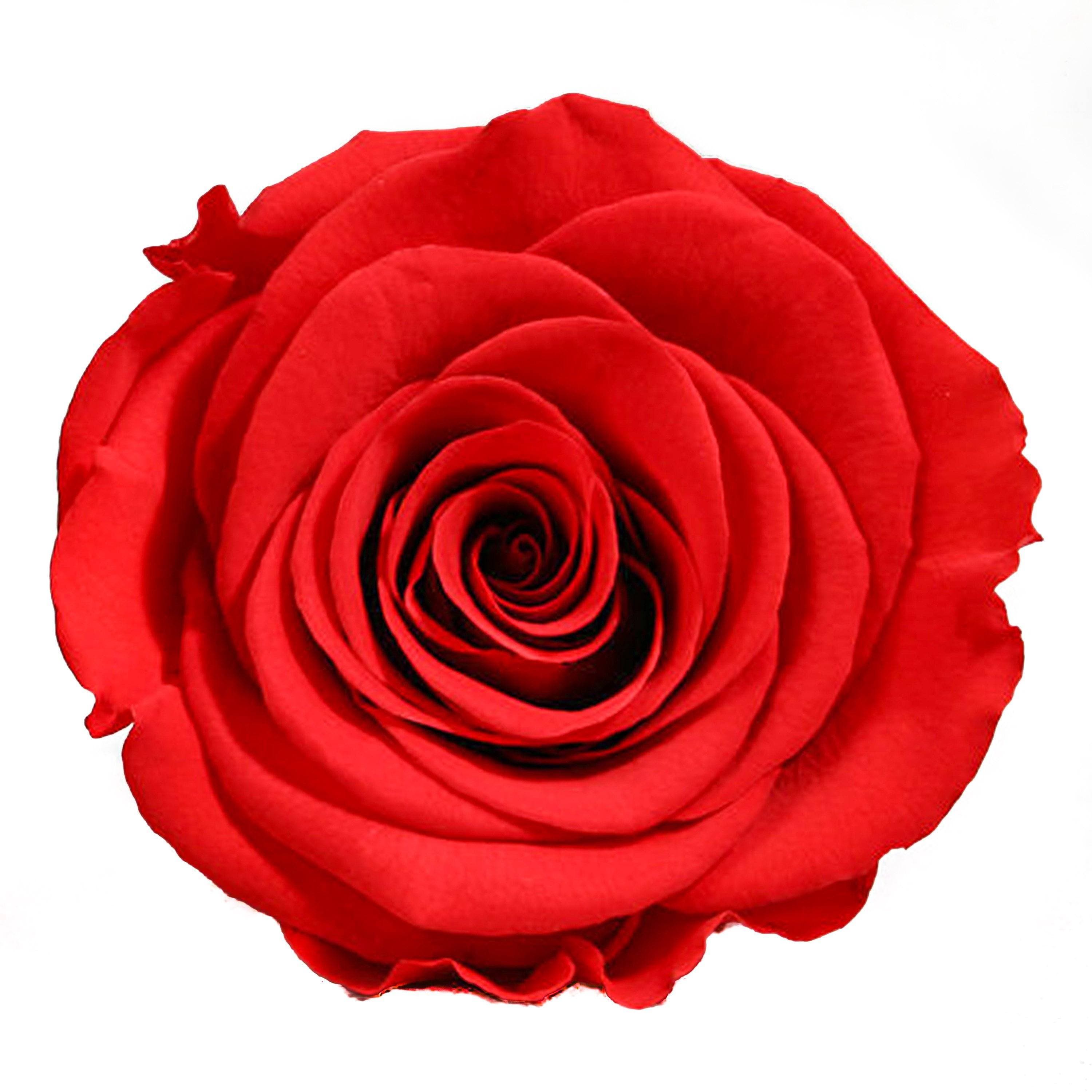 LONG STEM collection - red roses red eternity roses - the million roses
