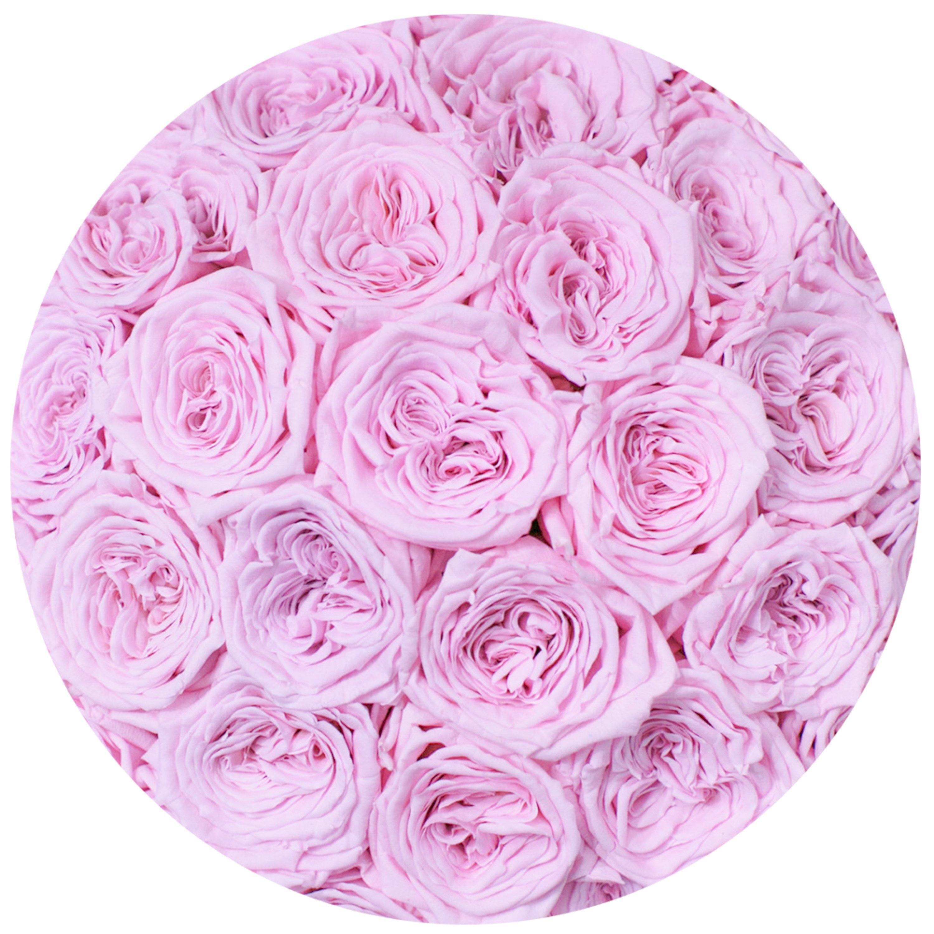 classic round box - white - light-pink GARDEN roses eternity garden roses - the million roses