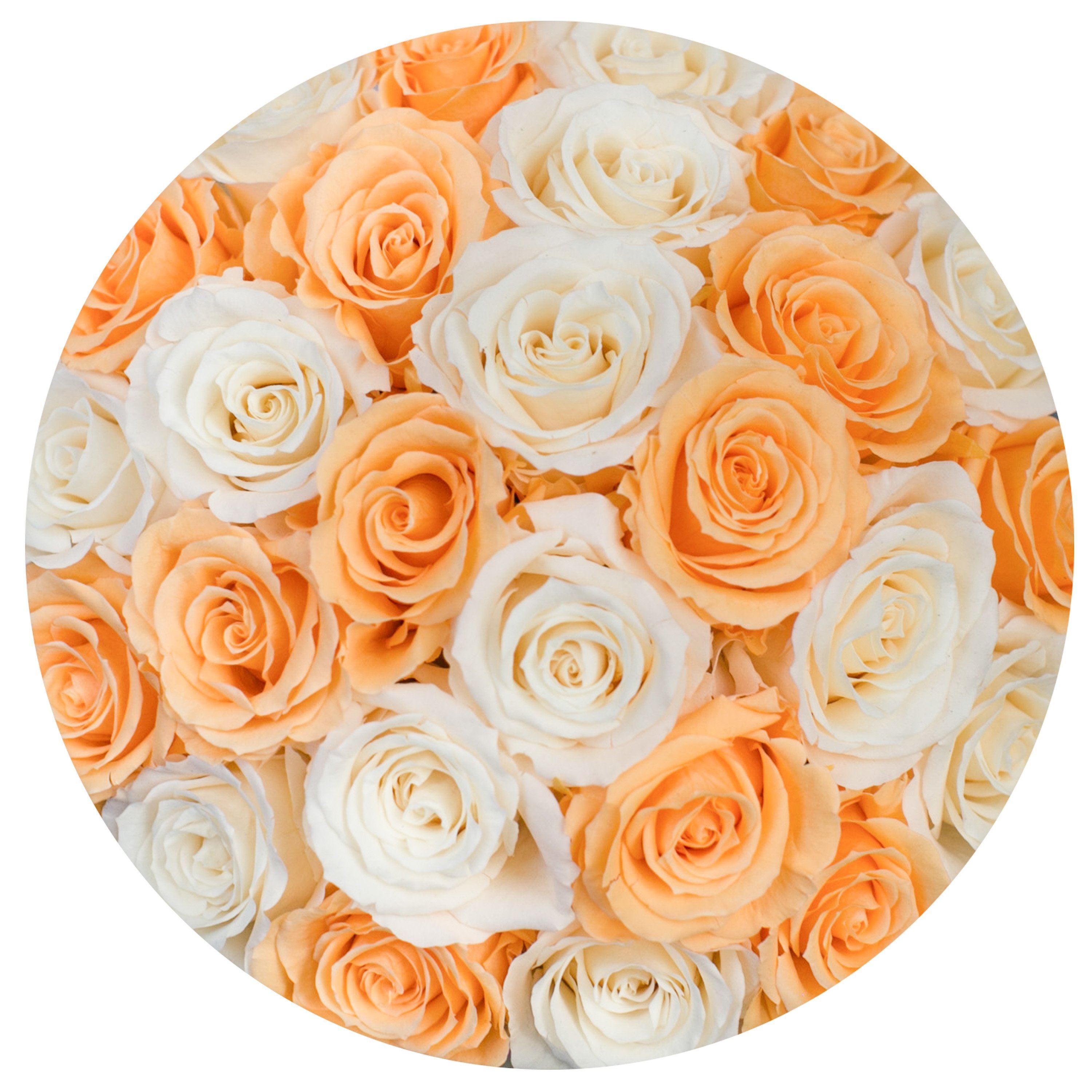 classic round box - hot-pink suede box - apricot/ivory roses ( dome ) apricot eternity roses - the million roses