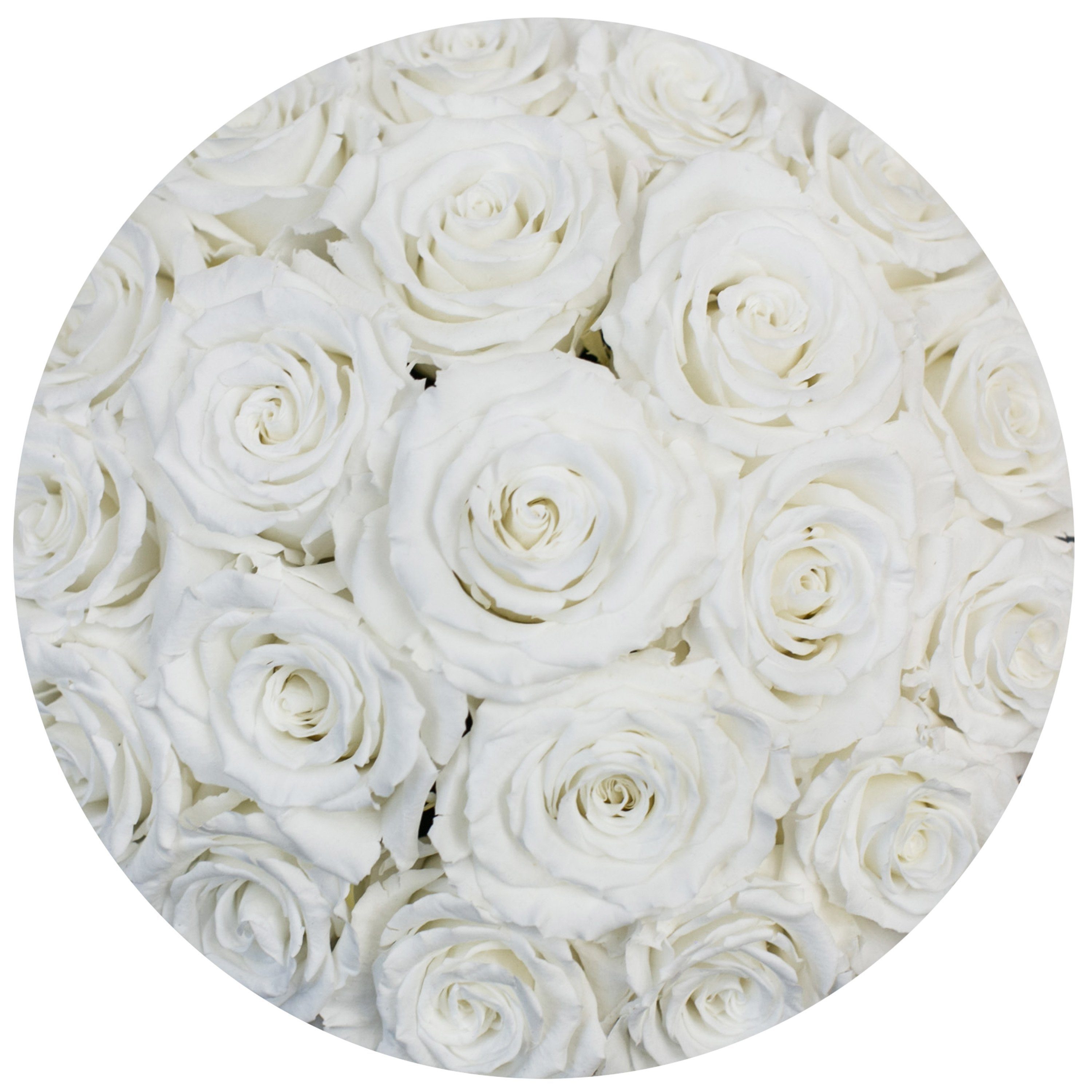 classic round box - hot-pink suede box - white roses ( dome ) white eternity roses - the million roses