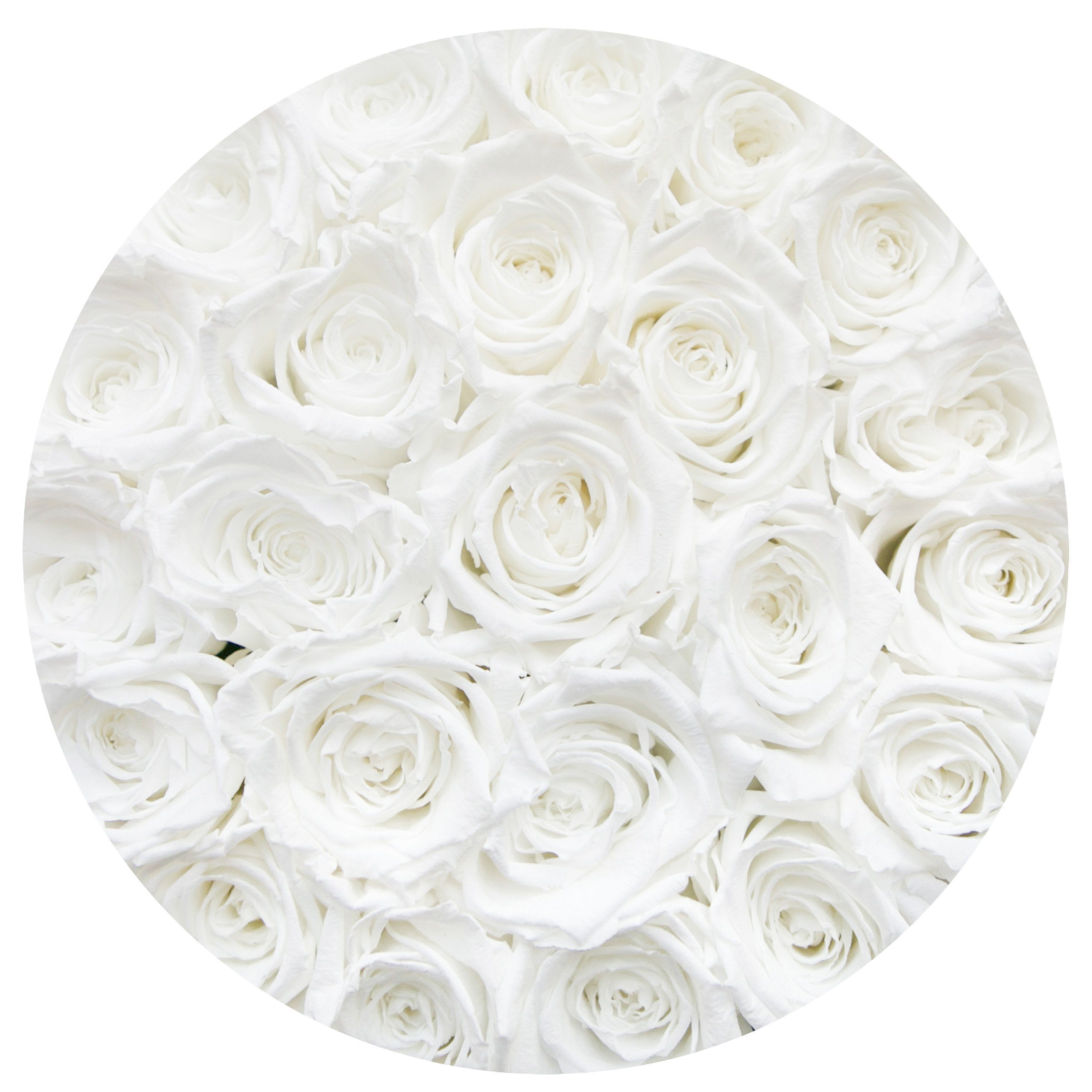 classic round box - royal-blue suede box - white roses white eternity roses - the million roses